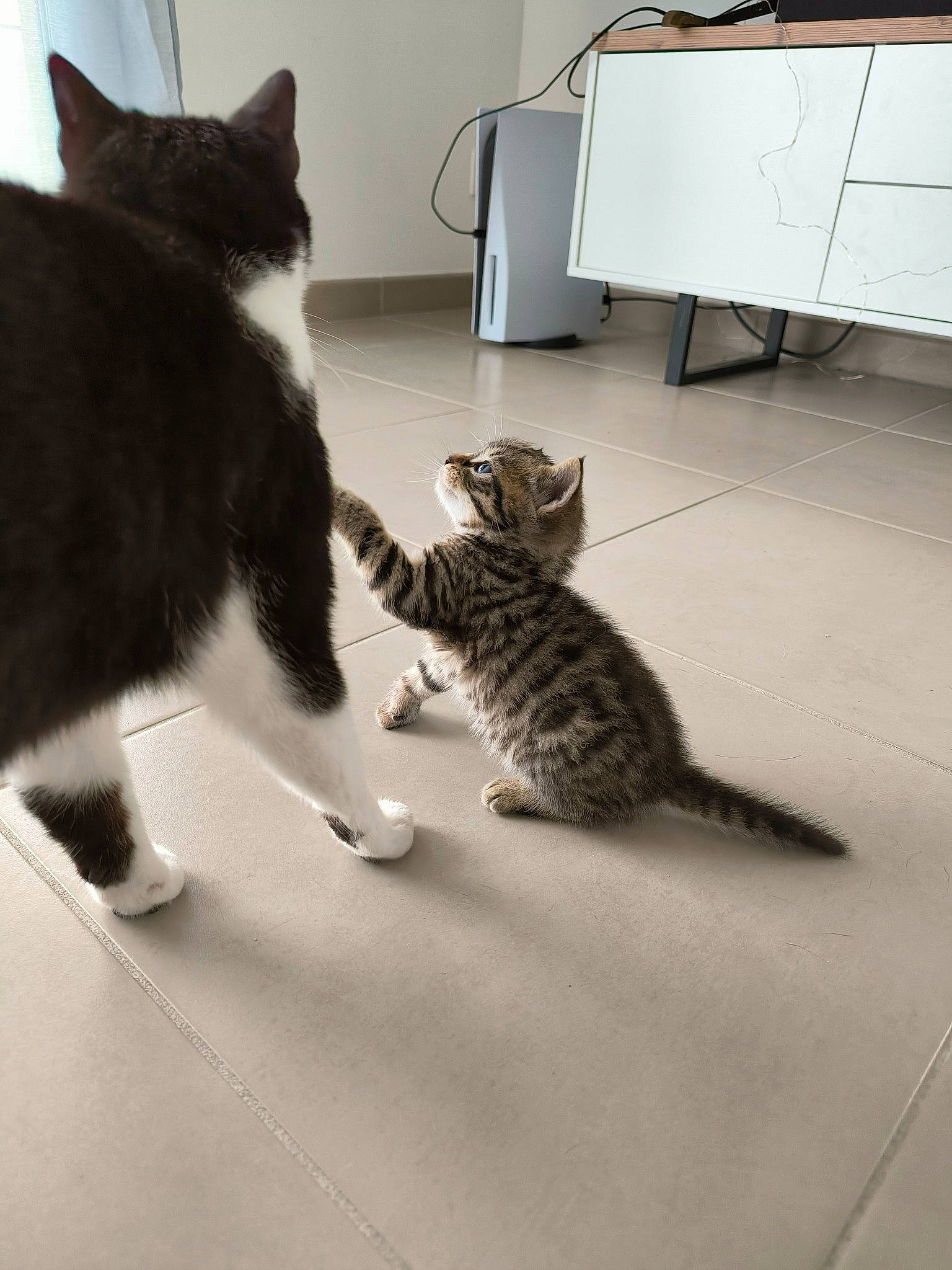 Arès participe au concours pour gagner de l'argent avec cette photo : cabinetry, carnivore, cat, claw, comfort, domestic_short_haired_cat, drawer, felidae, floor, flooring, fur, grey, hardwood, paw, room, small_to_medium_sized_cats, snout, tail, whiskers, wood