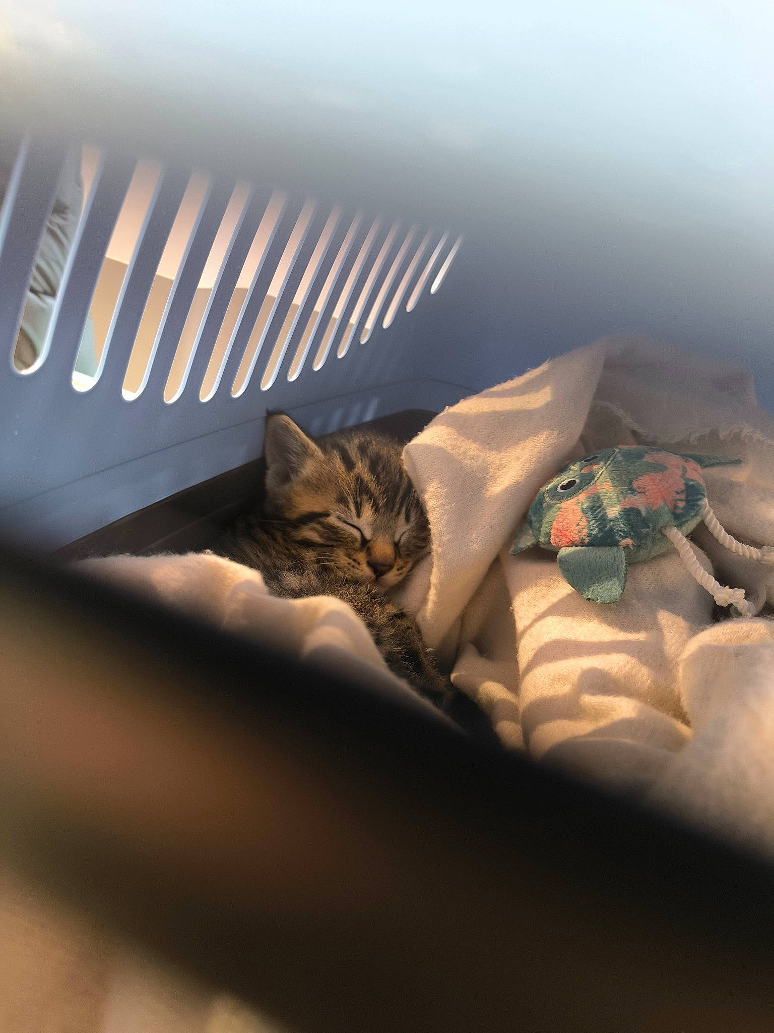 Arès participe au concours pour gagner de l'argent avec cette photo : automotive_design, automotive_lighting, bed, bed_sheet, bedding, carnivore, cat, cloud, comfort, darkness, domestic_short_haired_cat, felidae, fur, grey, linens, room, small_to_medium_sized_cats, tints_and_shades, whiskers, wood