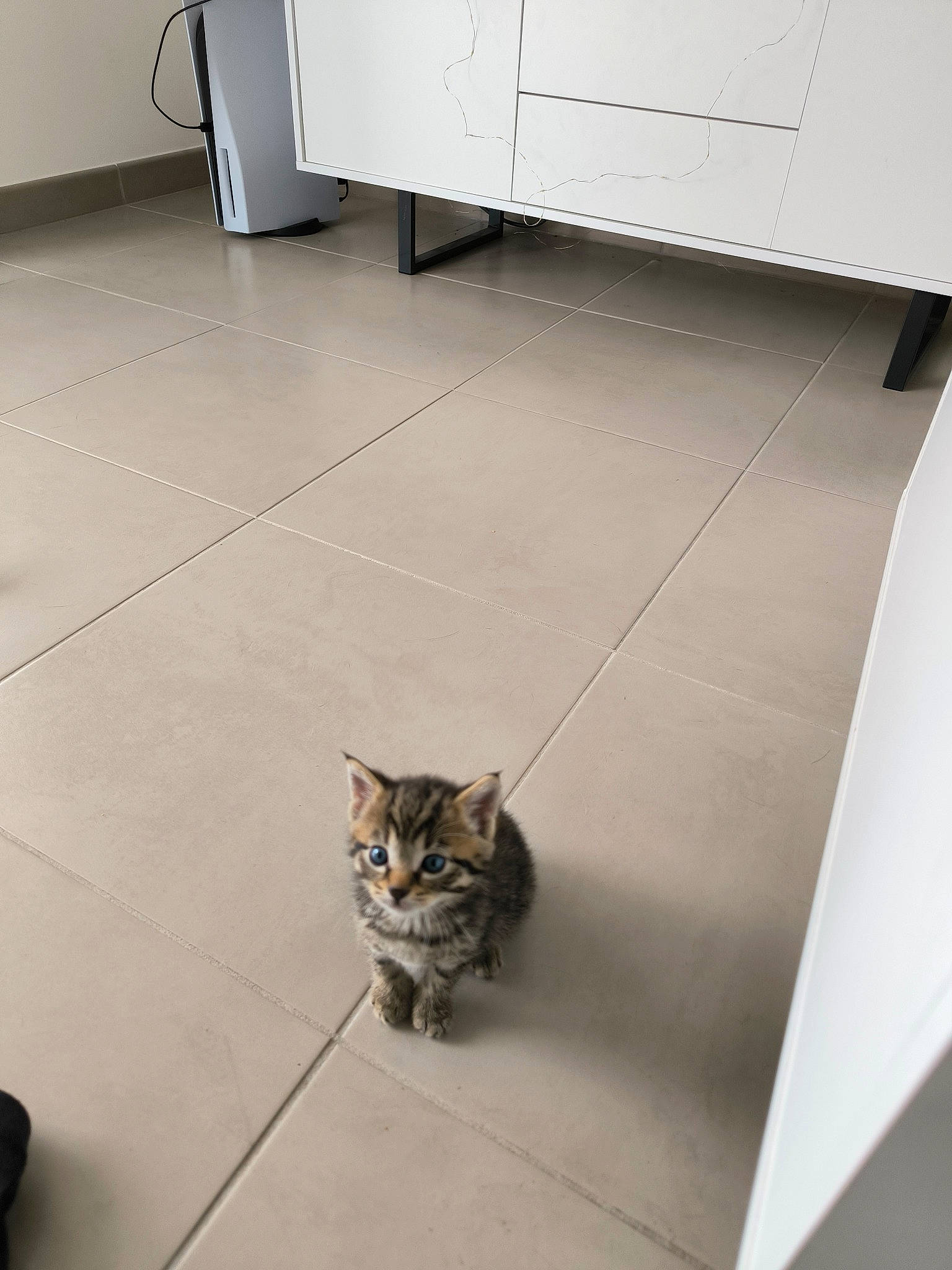 Arès a rejoint le concours — aidez-le/la à gagner de superbes lots ! carnivore, cat, domestic_short_haired_cat, door, felidae, floor, flooring, fur, grey, hardwood, laminate_flooring, road_surface, room, small_to_medium_sized_cats, snout, stairs, tail, whiskers, wood, wood_flooring