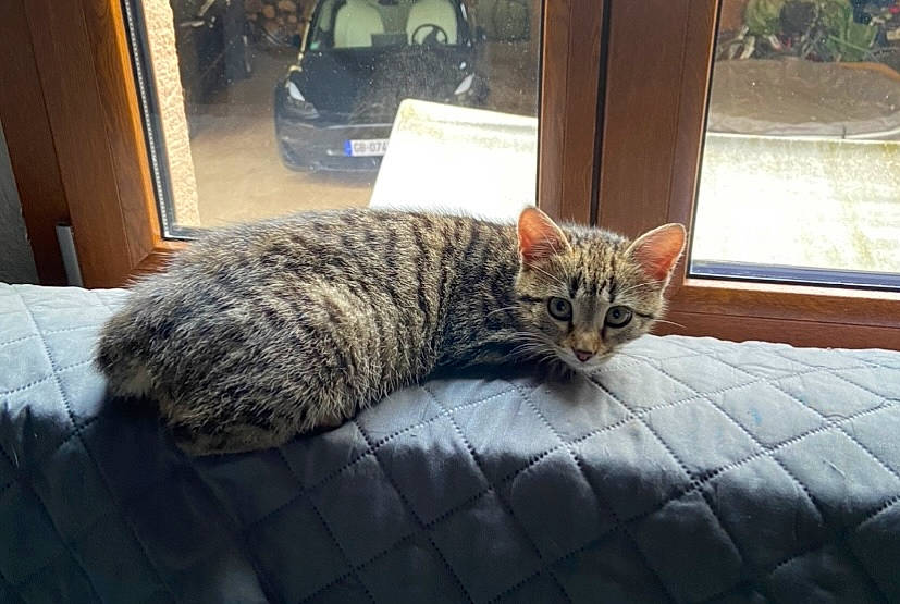 Sully participe au concours pour gagner de l'argent avec cette photo : carnivore, cat, claw, comfort, domestic_short_haired_cat, door, felidae, fur, grey, plant, sitting, small_to_medium_sized_cats, snout, tail, terrestrial_animal, tire, tree, whiskers, window, wood