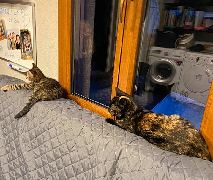 Sully a rejoint le concours — aidez-le/la à gagner de superbes lots ! carnivore, cat, clothes_dryer, comfort, domestic_short_haired_cat, door, felidae, floor, flooring, fur, laundry_room, road_surface, room, small_to_medium_sized_cats, tail, terrestrial_animal, vertebrate, washing_machine, whiskers, wood