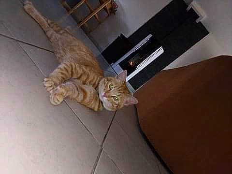 Garfield a rejoint le concours — aidez-le/la à gagner de superbes lots ! carnivore, cat, comfort, companion_dog, couch, domestic_short_haired_cat, fawn, felidae, floor, flooring, fur, hardwood, paw, plywood, small_to_medium_sized_cats, tail, whiskers, wood, wood_flooring, wood_stain