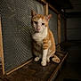 cat, ginger_cat, white_cat, pet, animal, feline, indoor, wooden_shelf, mesh, quiet, calm, sitting, fur, ears, tail, face, looking, closeup, mood_lighting, rustic