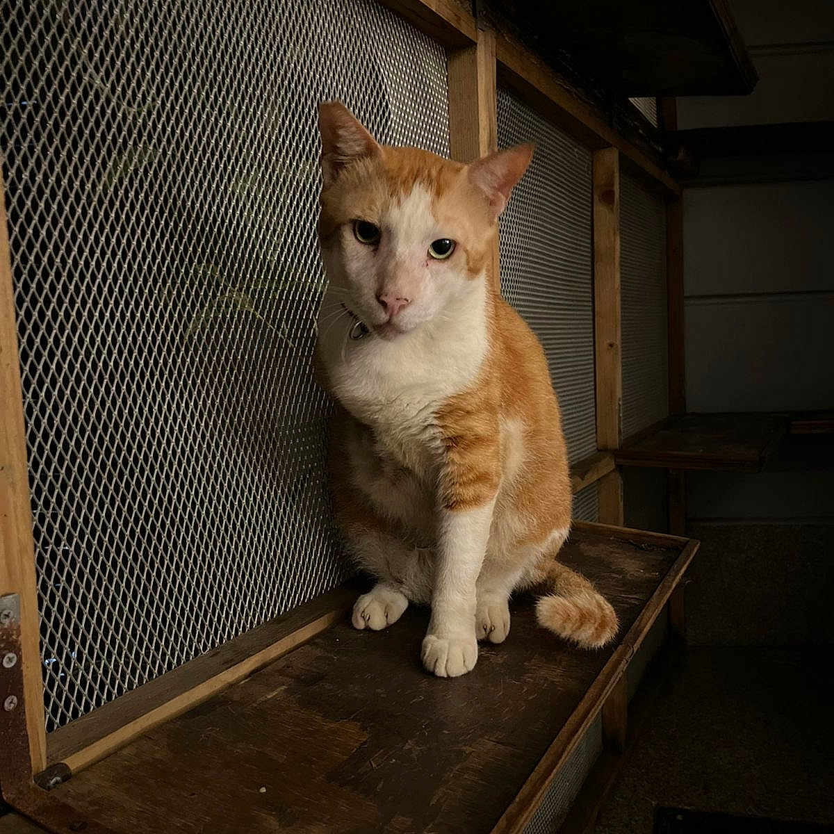 Chiku joined the competition — help win amazing prizes! animal, calm, cat, closeup, ears, face, feline, fur, ginger_cat, indoor, looking, mesh, mood_lighting, pet, quiet, rustic, sitting, tail, white_cat, wooden_shelf