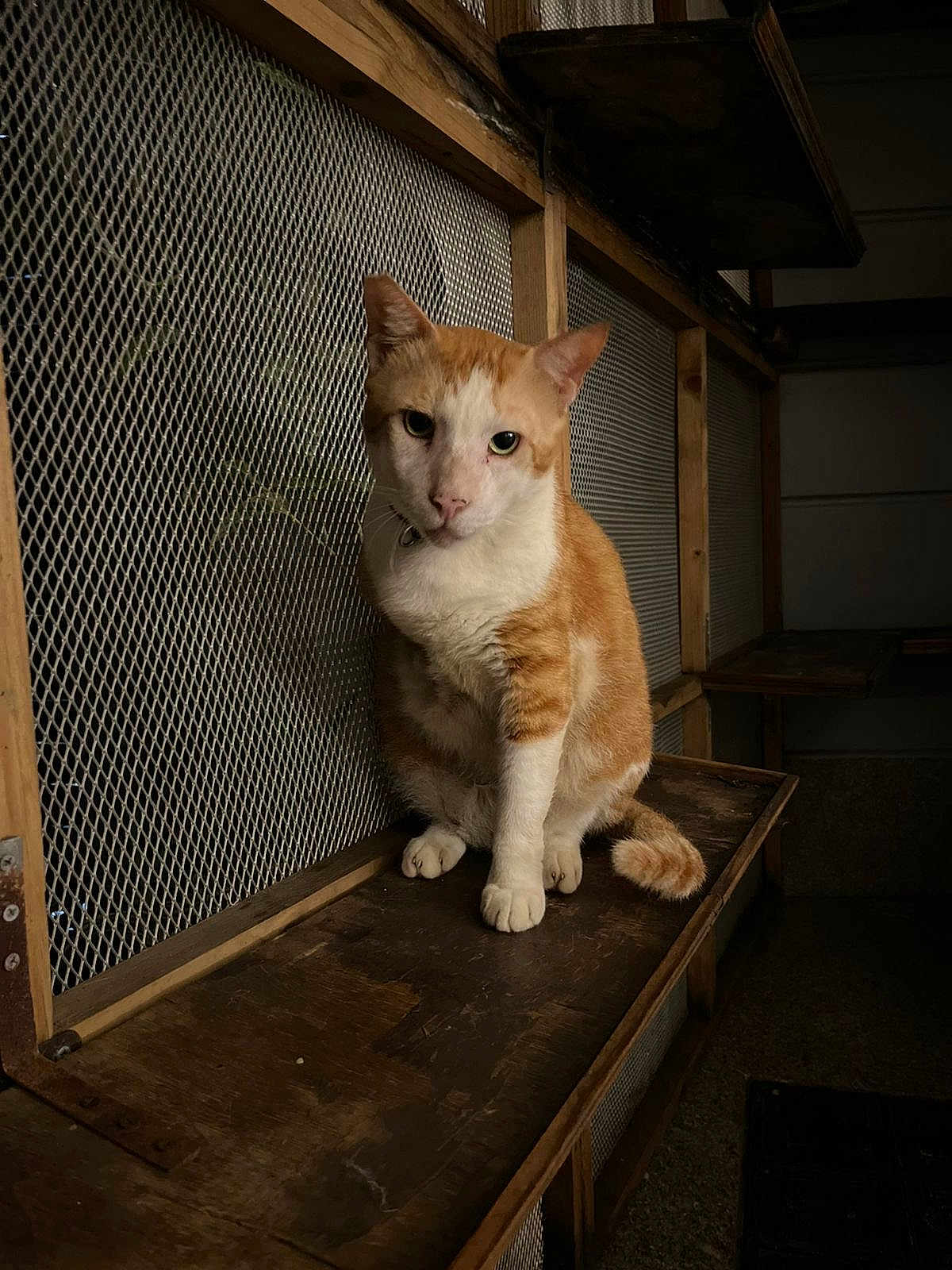 Chiku joined the competition — help win amazing prizes! cat, ginger_cat, white_cat, pet, animal, feline, indoor, wooden_shelf, mesh, quiet, calm, sitting, fur, ears, tail, face, looking, closeup, mood_lighting, rustic