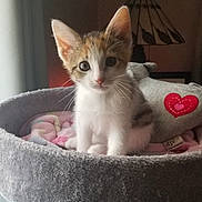 Luna joined the competition — help win amazing prizes! kitten, cat, pet, animal, feline, cute, indoor, cozy, bed, blanket, plush_toy, heart_patch, window_light, soft_texture, young, curious, whiskers, ears, sitting, domestic