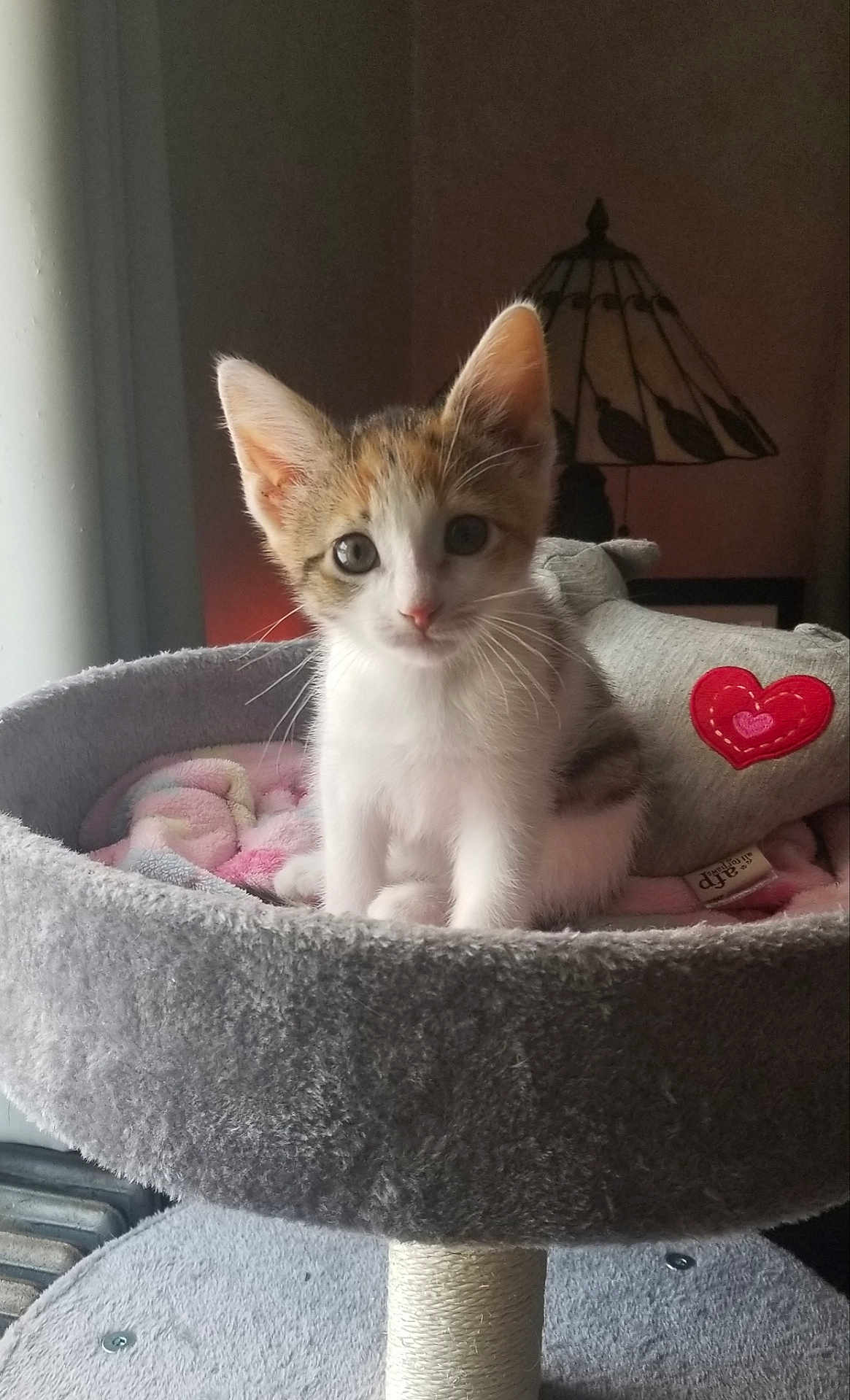 Luna joined the competition — help win amazing prizes! kitten, cat, pet, animal, feline, cute, indoor, cozy, bed, blanket, plush_toy, heart_patch, window_light, soft_texture, young, curious, whiskers, ears, sitting, domestic