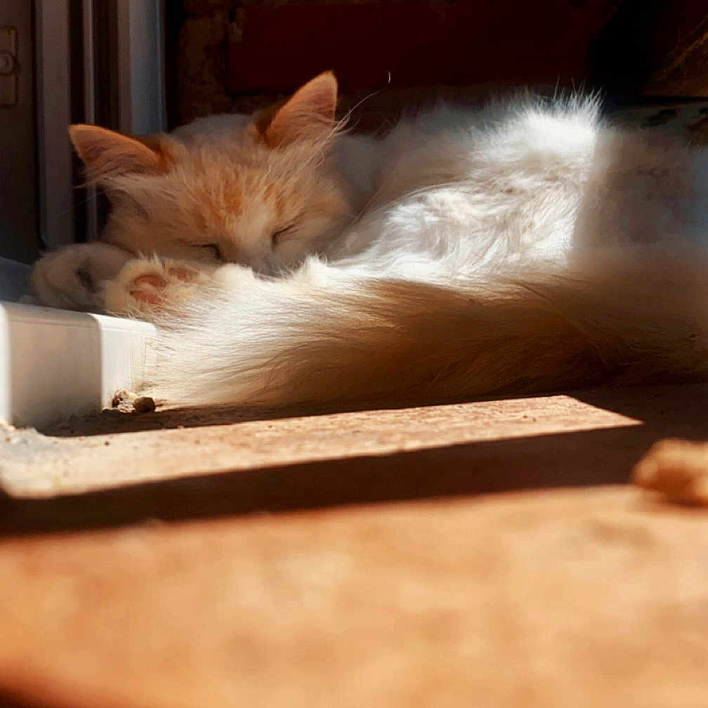 Neige participe au concours pour gagner de l'argent avec cette photo : abyssinian, angora, animal, box, cat, computer, electronics, furniture, hardwood, indoors, kitten, laptop, manx, pc, person, pet, plywood, siamese, sleeping, wood