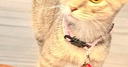 Luna is registered to the contest to win money with this photo: cat, kitten, cream_cat, short_hair, pet, animal, collar, pink_collar, charm, strawberry_charm, whiskers, yellow_eyes, standing, indoor, cushion, patterned_fabric, close_up, portrait, curious, warm_lighting