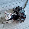 Luna joined the competition — help win amazing prizes! cat, kitten, pet, animal, halloween, costume, skeleton, spiderweb, cape, black_clothing, gray_fur, blue_eyes, wide_eyed, lying_down, indoor, tile_floor, home, portrait, cute, funny