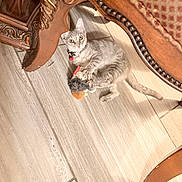 Luna is registered to the contest to win money with this photo: cat, kitten, gray_cat, pet, animal, toy, toy_mouse, collar, bell, indoors, floor, tile_floor, furniture, chair, wood, home, playful, lying_down, wide_eyes, photography