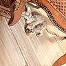 cat, kitten, gray_cat, pet, animal, toy, toy_mouse, collar, bell, indoors, floor, tile_floor, furniture, chair, wood, home, playful, lying_down, wide_eyes, photography