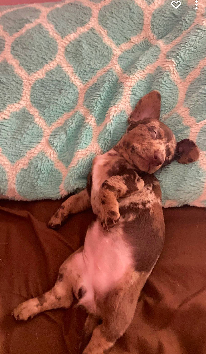 Darla Jane is registered to the contest to win money with this photo: canidae, carnivore, comfort, companion_dog, dog, dog_breed, fawn, felidae, fur, human_leg, linens, liver, pattern, small_to_medium_sized_cats, tail, terrestrial_animal, tints_and_shades, window, working_animal, wrinkle