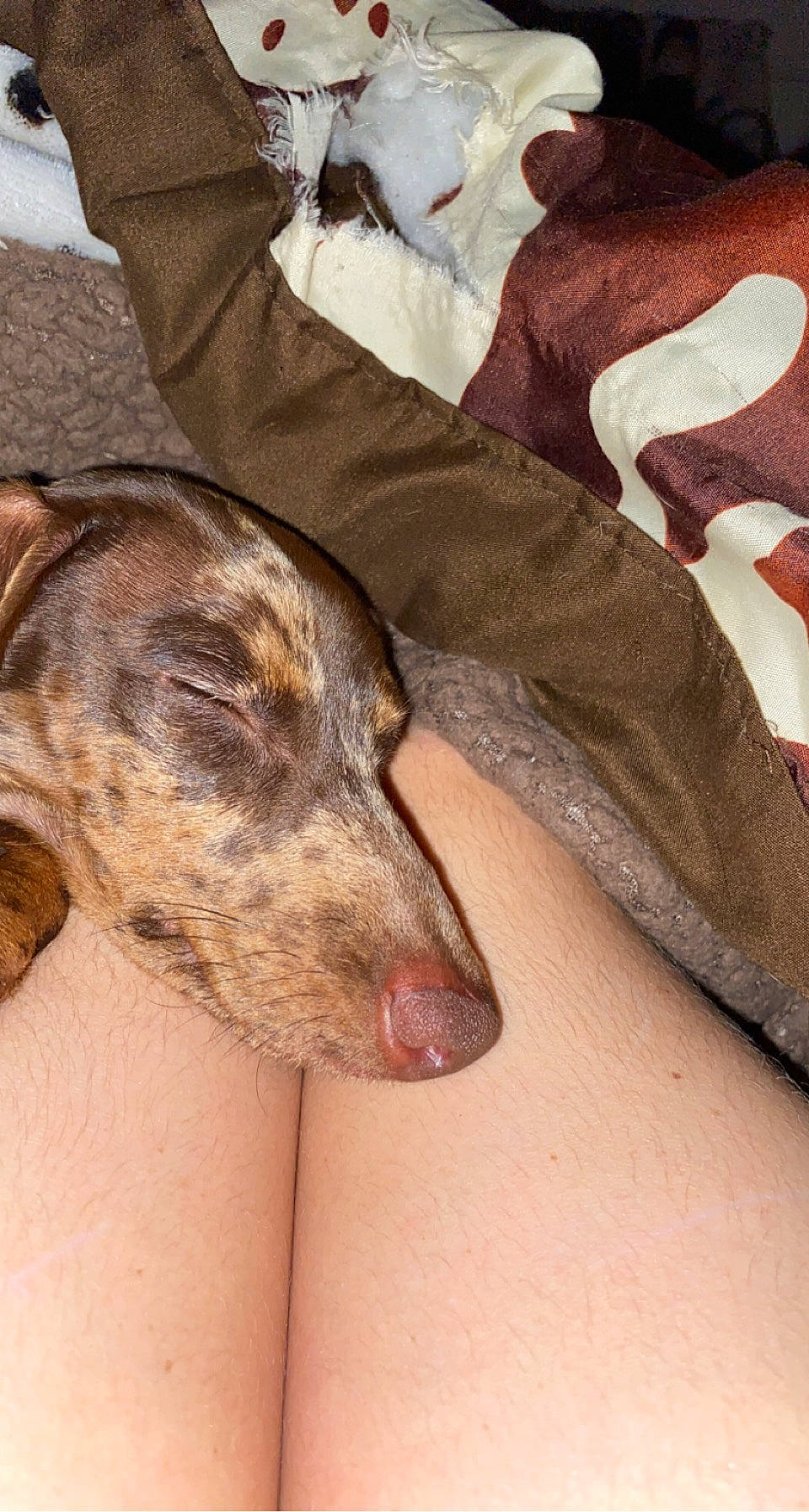 Darla Jane joined the competition — help win amazing prizes! carmine, carnivore, comfort, companion_dog, dog, dog_breed, fur, koolie, linens, pattern, rampur_greyhound, sighthound, terrestrial_animal, texas_heeler, whiskers, working_animal