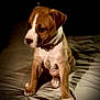 puppy, dog, bed, collar, brown, white, pet, animal, cute, young, indoor, portrait, sitting, soft, fur, paw, canine, companion, domestic, cute_animal