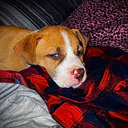Royal joined the competition — help win amazing prizes! puppy, dog, blanket, red, plaid, pattern, cozy, cute, sleepy, nose, face, brown, white, fur, indoor, resting, pet, animal, soft, comfort