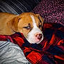 puppy, dog, blanket, red, plaid, pattern, cozy, cute, sleepy, nose, face, brown, white, fur, indoor, resting, pet, animal, soft, comfort