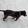 Zues is registered to the contest to win money with this photo: dog, brindle, collar, snow, walking, animal, outdoor, winter, pet, fur, canine, sideview, mammal, nature, cold, background_blur, snowflakes, walking_animal, single_animal, daytime