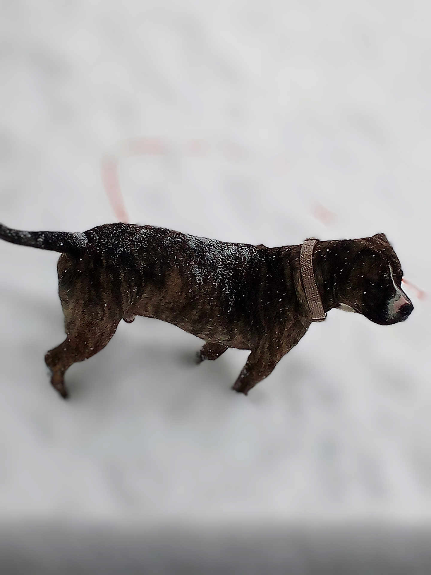 Zues is registered to the contest to win money with this photo: dog, brindle, collar, snow, walking, animal, outdoor, winter, pet, fur, canine, sideview, mammal, nature, cold, background_blur, snowflakes, walking_animal, single_animal, daytime