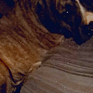 Zues joined the competition — help win amazing prizes! dog, brindle, close_up, resting, indoor, dark, bed, couch, animal, pet, fur, texture, sleepy, relaxed, canine, comfort, shadow, quiet, home, cozy