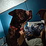 Zues joined the competition — help win amazing prizes! dog, bed, collar, indoor, blue_wall, blanket, rumpled_bedding, brindle, pet, canine, animal, fur, head, ear, side_view, resting, domestic, companion, household, two_dogs
