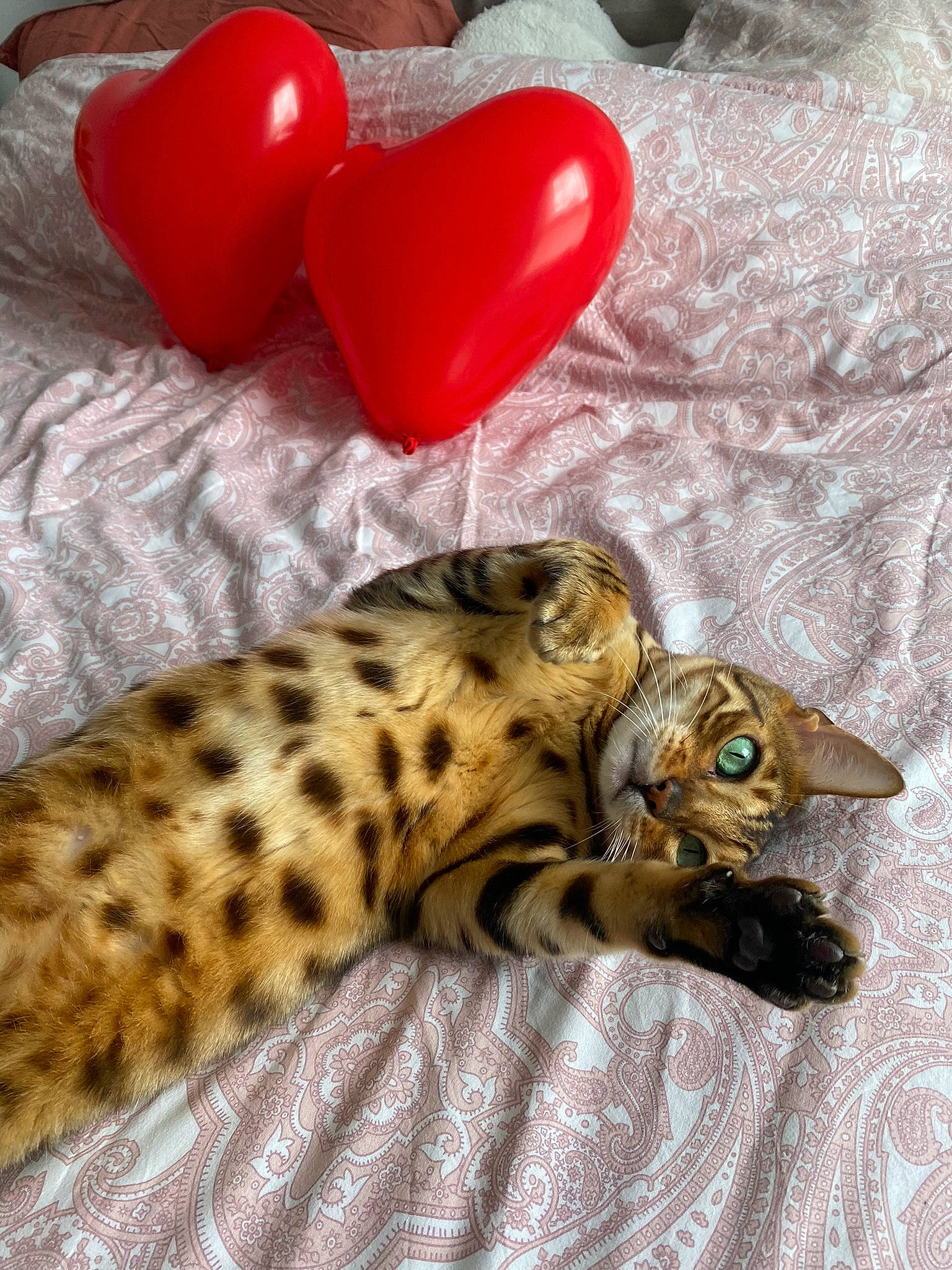 Loki participe au concours pour gagner de l'argent avec cette photo : big_cats, carnivore, cat, comfort, domestic_short_haired_cat, fawn, felidae, fur, leopard, linens, pattern, paw, petal, room, small_to_medium_sized_cats, snout, terrestrial_animal, toy, whiskers, wildlife