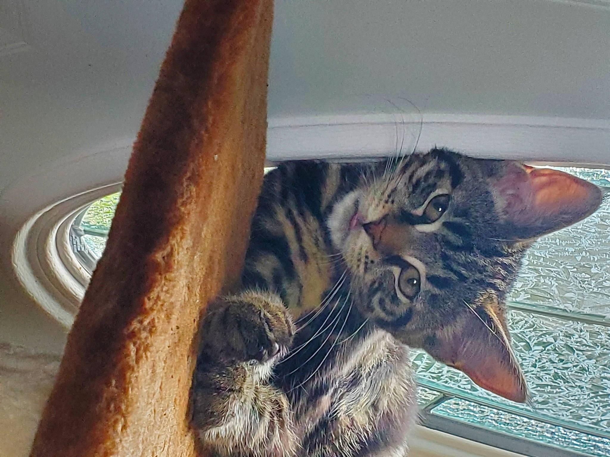 Havoc is registered to the contest to win money with this photo: carnivore, cat, domestic_short_haired_cat, door, felidae, fur, pattern, paw, sitting, small_to_medium_sized_cats, snout, tail, terrestrial_animal, whiskers, window, wood