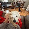 Willow joined the competition — help win amazing prizes! dog, cat, living_room, couch, coffee_table, wooden_floor, person, pajamas, television, lamp, decor, window, curtains, sitting, pet, hand, furniture, cozy, indoor, relaxing