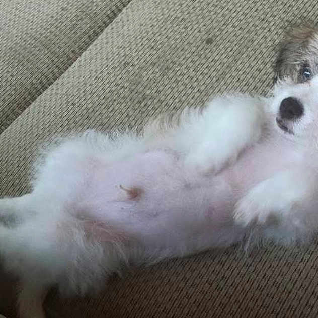 Willow joined the competition — help win amazing prizes! puppy, dog, lying_down, couch, furniture, indoor, pet, fluffy, relaxed, cute, small_dog, white_fur, brown_patch, belly_up, cozy, companion, domestic_animal, resting, animal, cute_pet