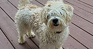 Willow is registered to the contest to win money with this photo: dog, curly_fur, fluffy, pet, outdoor, wooden_deck, tail_up, canine, animal, standing, fur, collar, brown_deck, daylight, playful, friendly, domestic_animal, mammal, cute, small_dog