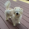 dog, curly_fur, fluffy, pet, outdoor, wooden_deck, tail_up, canine, animal, standing, fur, collar, brown_deck, daylight, playful, friendly, domestic_animal, mammal, cute, small_dog