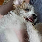Willow is registered to the contest to win money with this photo: puppy, dog, pet, fluffy, lap, tongue, paw, playful, candid, closeup, fur, animal, cute, resting, indoor, human_leg, comfort, relaxation, expression, young_dog