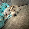 Willow is registered to the contest to win money with this photo: dog, small_dog, blanket, couch, fluffy, resting, sleepy, indoor, pet, cozy, beige, blue_blanket, floral_pattern, snuggling, cute, relaxed, fur, collar, animal, companion