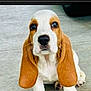 basset_hound, puppy, dog, pet, ears, concrete_floor, cute, animal, canine, young_dog, looking_up, sitting, outdoor, adorable, fur, whiskers, nose, eyes, front_paws, expression