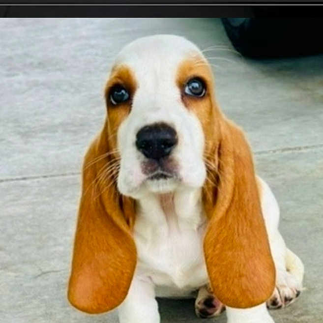 Tatertot Dixon joined the competition — help win amazing prizes! adorable, animal, basset_hound, canine, concrete_floor, cute, dog, ears, expression, eyes, front_paws, fur, looking_up, nose, outdoor, pet, puppy, sitting, whiskers, young_dog