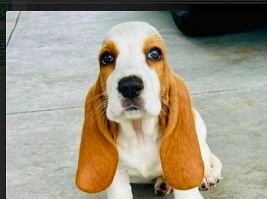 Tatertot Dixon joined the competition — help win amazing prizes! basset_hound, puppy, dog, pet, ears, concrete_floor, cute, animal, canine, young_dog, looking_up, sitting, outdoor, adorable, fur, whiskers, nose, eyes, front_paws, expression