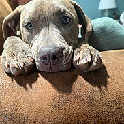 Adira is registered to the contest to win money with this photo: dog, close_up, paws, face, brown, indoor, couch, resting, pet, animal, looking, expression, soft_light, texture, furniture, cozy, background_blur, lamp, household, cute