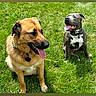dogs, dog, german_shepherd, pit_bull, pets, animals, grass, lawn, outdoors, sunlight, sitting, panting, tongue, collar, black_and_white, brown_dog, gray_dog, portrait, phone_screen, happy