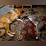 Jayda Marshall is registered to the contest to win money with this photo: dogs, dog, pets, sleeping, lying_down, indoor, rug, carpet, ornate_rug, home, living_room, brown_dog, gray_dog, relaxed, resting, floor, furniture, phone_screenshot, portrait_orientation, pet_companions