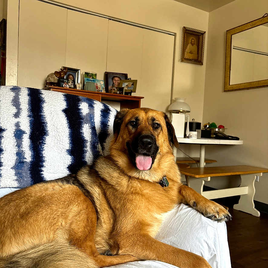 Jayda Marshall joined the competition — help win amazing prizes! dog, large_dog, pet, canine, sitting, lounging, happy, tongue_out, portrait, living_room, couch, blanket, indoor, home, furniture, framed_picture, dining_table, wood_floor, relaxed, photograph