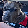Jayda Marshall joined the competition — help win amazing prizes! dog, service_dog, sunglasses, car, vehicle, interior, animal, pet, working_dog, harness, red_vest, gray_dog, portrait, close_up, seated, road_trip, outdoor, trees, drink, funny