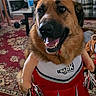 dog, cheerleader, costume, pom_poms, red_uniform, happy, smiling, portrait, indoor, living_room, couch, rug, home, pet, animal, close_up, standing, brown_fur, black_muzzle, photography