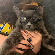 Memphis joined the competition — help win amazing prizes! accessory, animal, casual, cat, couch, cute, domestic, fashion, feline, funny, fur, gray_cat, hand, hat, indoor, person, pet, portrait, relaxed, sunglasses