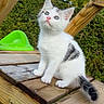 Mimoucha a rejoint le concours — aidez-le/la à gagner de superbes lots ! animal, black_patches, blue_eyes, cat, close_up, curious, cute, daylight, feline, grass, greenery, hedge, kitten, nature, outdoor, pet, sitting, white_cat, wooden_play_structure, young_cat