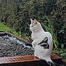 animal, black_markings, cat, curious, daylight, feline, fur, garden, gravel, greenery, nature, outdoor, peaceful, pet, plants, side_view, sitting, tail, white_cat, wooden_plank