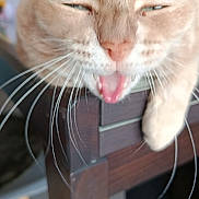 Cannel participe au concours pour gagner de l'argent avec cette photo : cat, close_up, yawning, whiskers, table, wood, indoor, pet, feline, mouth_open, ears, fur, domestic_animal, animal, chair, blurred, face, paw, expression, resting
