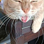 cat, close_up, yawning, whiskers, table, wood, indoor, pet, feline, mouth_open, ears, fur, domestic_animal, animal, chair, blurred, face, paw, expression, resting