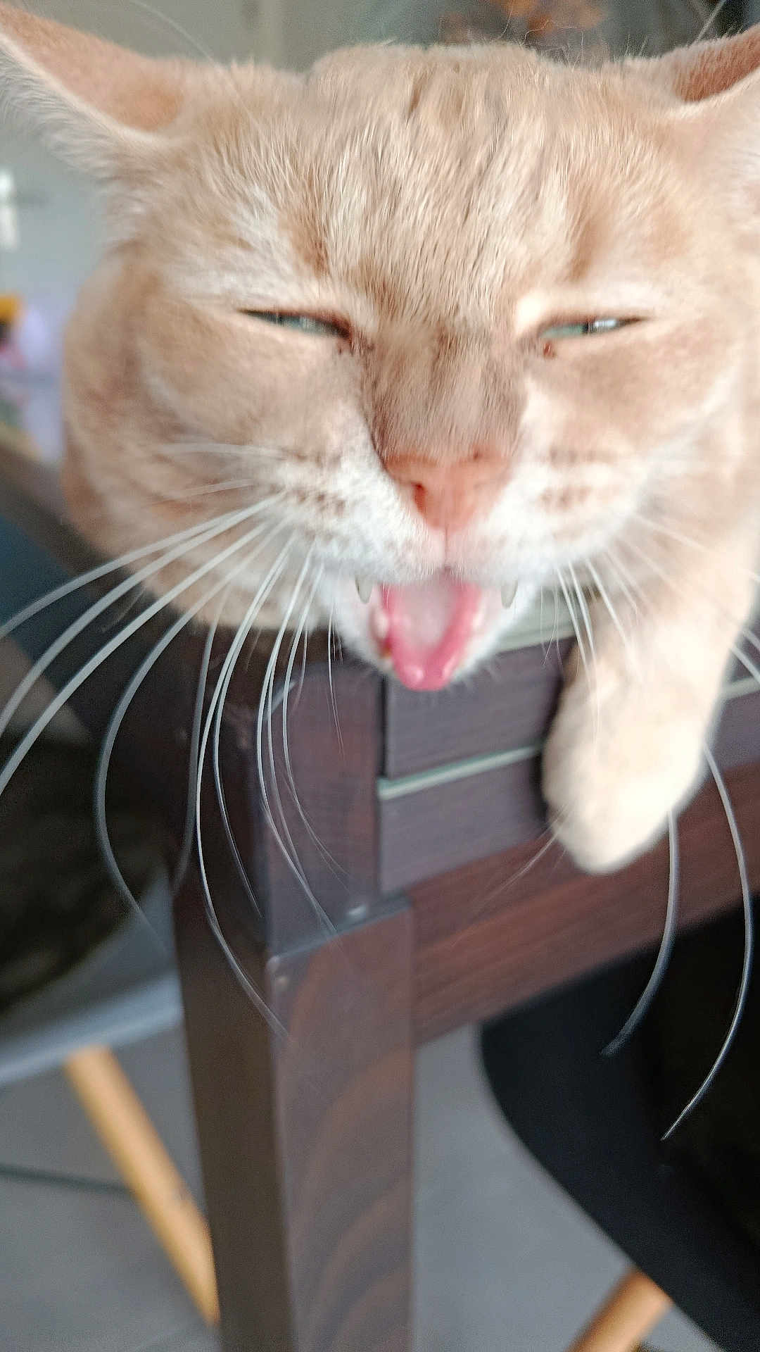 Cannel participe au concours pour gagner de l'argent avec cette photo : cat, close_up, yawning, whiskers, table, wood, indoor, pet, feline, mouth_open, ears, fur, domestic_animal, animal, chair, blurred, face, paw, expression, resting