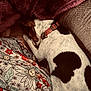 dog, sleeping, blanket, cushion, floral_pattern, collar, pet, cozy, indoor, resting, animal, comfort, warm, cute, snuggling, relaxation, fur, person, clothing, home