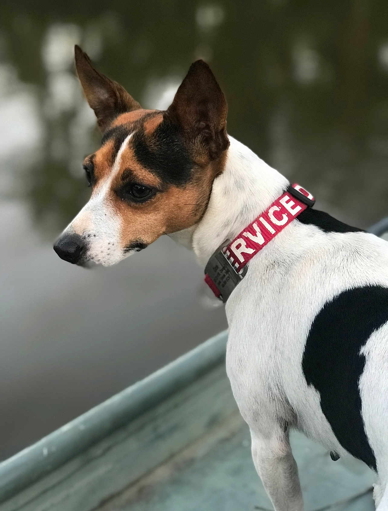 Dixie joined the competition — help win amazing prizes! dog, animal, pet, collar, service_dog, white, black, brown, ears, side_view, outdoor, blurred_background, closeup, canine, portrait, fur, muzzle, snout, watchful, standing